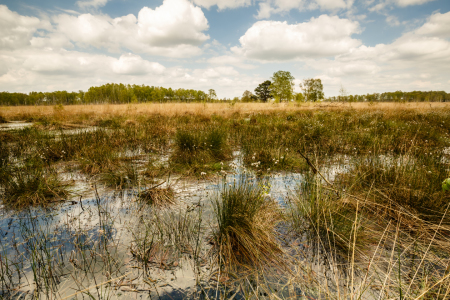 Bild-Nr: 11907788 Moorlandschaft  - 3 - Erstellt von: Ursula Reins