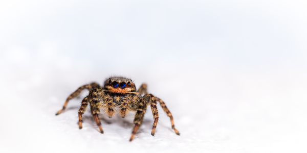 Bild-Nr: 11907840 Marpissa muscosa - Springspinne Erstellt von: Richard-Young