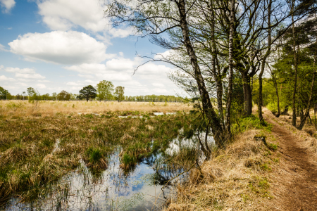 Bild-Nr: 11907934 Moorlandschaft    - 4 -  Erstellt von: Ursula Reins