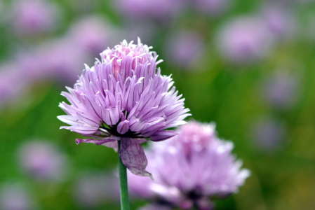 Bild-Nr: 11908635 Schnittlauchblüte Erstellt von: GUGIGEI