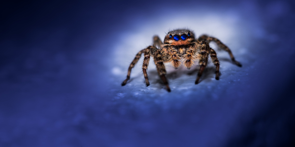 Bild-Nr: 11908713 Springspinne - Marpissa muscosa - blue night Erstellt von: Richard-Young