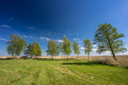 Bild-Nr: 11908957 Boddenlandschaft Erstellt von: FotoDeHRO