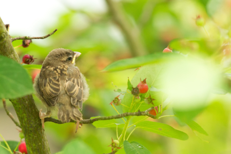 Bild-Nr: 11909982 Junger Haussperling Erstellt von: DirkR