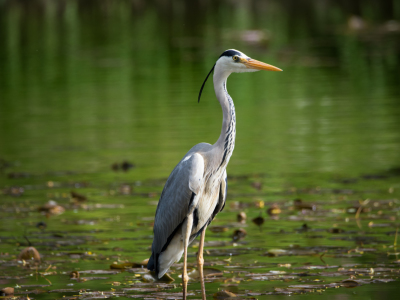 Bild-Nr: 11910041 Reiher im Wasser Erstellt von: luxpediation