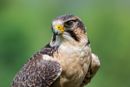 Bild-Nr: 11910543 Wanderfalke Erstellt von: Richard-Young