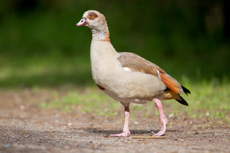 Bild-Nr: 11910684 Nilgans Erstellt von: DirkR