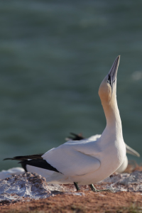 Bild-Nr: 11910942 Basstölpel auf Helgoland Erstellt von: DirkR