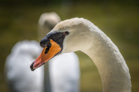 Bild-Nr: 11911513 Schwan Erstellt von: FotoDeHRO