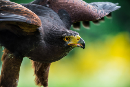 Bild-Nr: 11911601 Wüstenbussard - Parabuteo unicinctus Erstellt von: Richard-Young