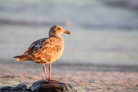 Bild-Nr: 11911627 Möwe am Strand in San Francisco Erstellt von: DirkR