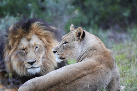 Bild-Nr: 11911875 Löwenpaar in Südafrika Erstellt von: DirkR