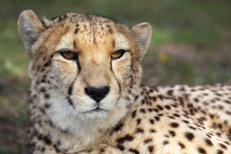 Bild-Nr: 11912973 Gepard in Südafrika Erstellt von: DirkR