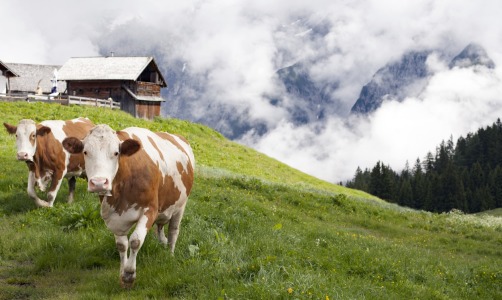 Bild-Nr: 11913585 Elsa und Freundin Anastasia im Karwendel Erstellt von: wompus