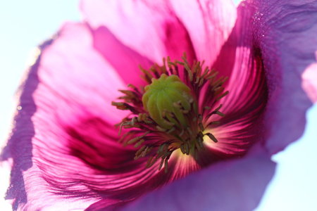 Bild-Nr: 11914256 Mohn 3 Erstellt von: Heike  Hultsch