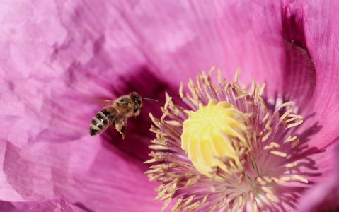 Bild-Nr: 11914257 Mohn mit Biene Erstellt von: Heike  Hultsch