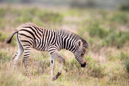 Bild-Nr: 11914491 Zebra-Fohlen in Südafrika Erstellt von: DirkR