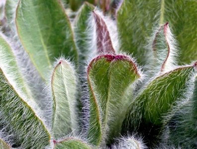 Bild-Nr: 11914792 Natur Erstellt von: MoNoir