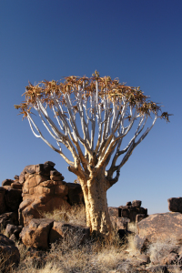 Bild-Nr: 11915242 Köcherbaum in Namibia Erstellt von: DirkR