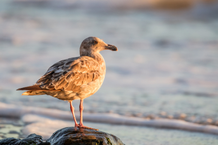 Bild-Nr: 11915432 Möwe am Strand in San Francisco Erstellt von: DirkR