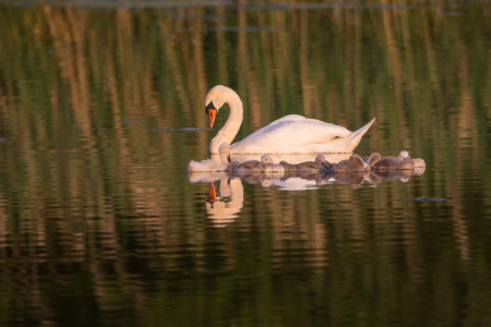 Bild-Nr: 11915612 Siesta im See - schwäne familie Erstellt von: luxpediation
