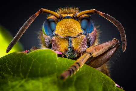 Bild-Nr: 11915645  Vespa crabro - Hornisse  Erstellt von: Richard-Young