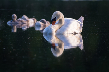 Bild-Nr: 11915738 Familie Schwan Erstellt von: luxpediation