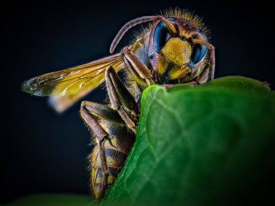 Bild-Nr: 11915904 Vespa crabro - Hornisse Erstellt von: Richard-Young