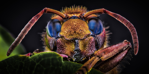 Bild-Nr: 11916246 Vespa crabro - Hornisse - dark night Erstellt von: Richard-Young