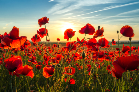 Bild-Nr: 11916284 Poppys Sun Erstellt von: Steffen Gierok