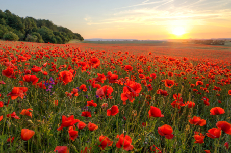 Bild-Nr: 11916285 Poppys Erstellt von: Steffen Gierok