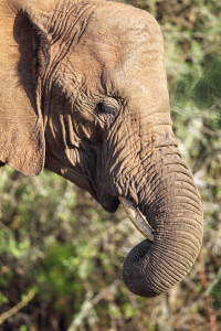 Bild-Nr: 11916292 Elefant Erstellt von: DirkR