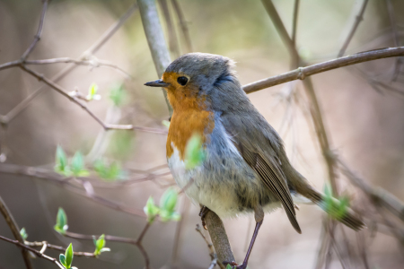 Bild-Nr: 11916696 Windy Robin Erstellt von: luxpediation