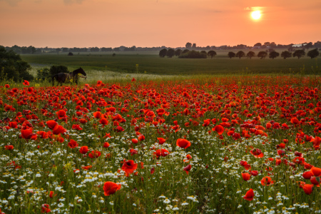 Bild-Nr: 11916736 Sommerland   Erstellt von: Ursula Reins