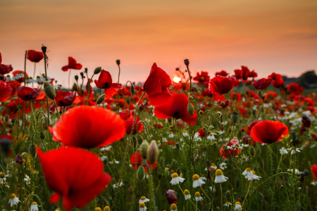 Bild-Nr: 11916872 Mohnleuchten im Mittsommer Abendlicht Erstellt von: Ursula Reins