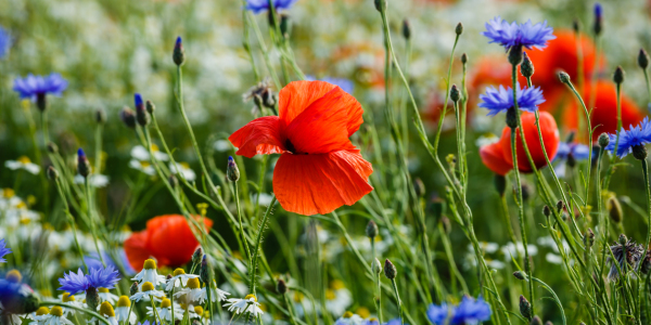 Bild-Nr: 11917123 Poppies and Friend`s Erstellt von: Ursula Reins