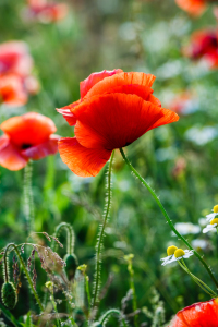 Bild-Nr: 11917125 Poppies and Friend`s    - 2 - Erstellt von: Ursula Reins