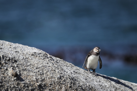 Bild-Nr: 11917223 Brillenpinguin in Südafrika Erstellt von: DirkR