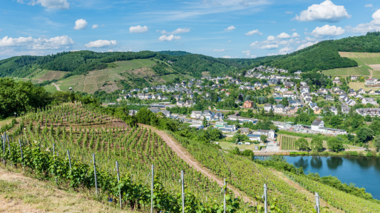 Bild-Nr: 11917288 Mosel bei Bullay 51 Erstellt von: Erhard Hess