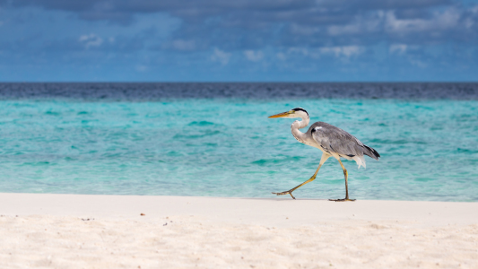 Bild-Nr: 11917420 Beach Walk Erstellt von: marasmus