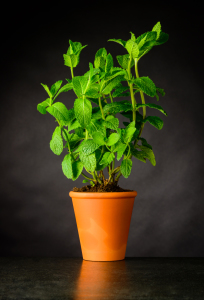 Bild-Nr: 11917649 Stillleben mit Pfefferminze im Blumentopf Erstellt von: xfotostudio