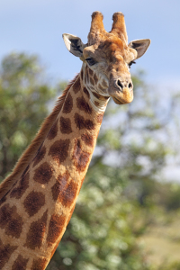 Bild-Nr: 11917682 Giraffe in Südafrika Erstellt von: DirkR