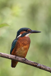 Bild-Nr: 11917983 Eisvogel Erstellt von: DirkR