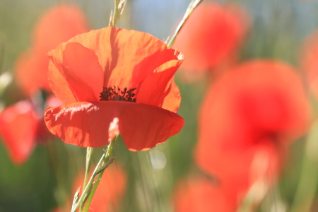 Bild-Nr: 11918190 Mohn Erstellt von: PassionPhotography