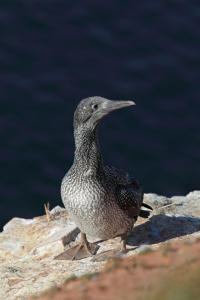 Bild-Nr: 11918201 Junger Basstölpel auf Helgoland Erstellt von: DirkR