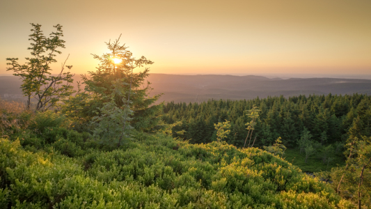 Bild-Nr: 11918330 Sonnenlicht im Harz Erstellt von: Steffen Henze