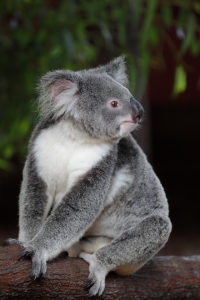 Bild-Nr: 11918723 Koala Erstellt von: DirkR