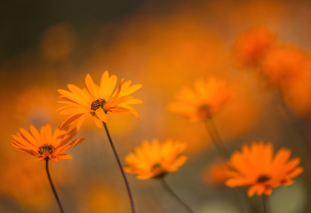 Bild-Nr: 11918758 Namaqua - Wüstenblumen Erstellt von: Vossiem