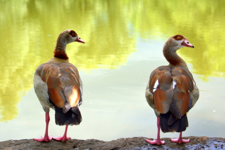 Bild-Nr: 11918849 Nilgänse Erstellt von: GUGIGEI