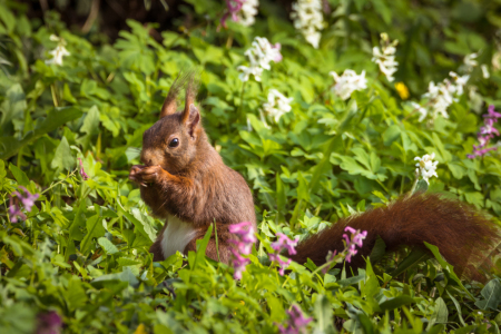 Bild-Nr: 11919071 Eichhörnchen Erstellt von: luxpediation