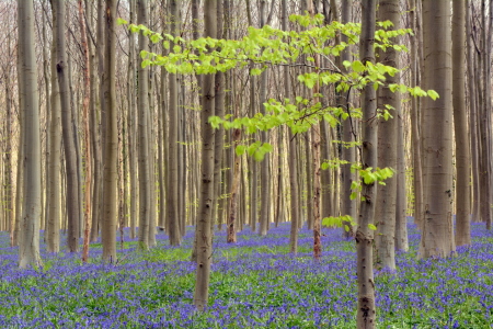 Bild-Nr: 11919110 Hallerbos Erstellt von: GUGIGEI